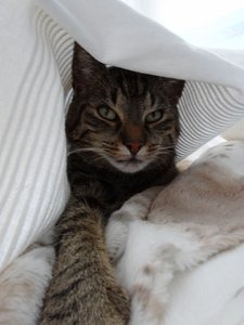 DSC04812 (480x640).jpg