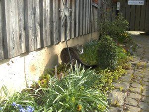 Erster Freigang 3.jpg