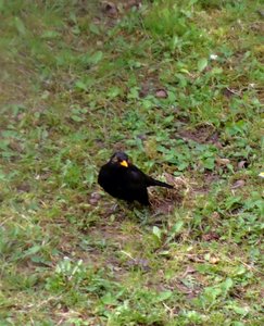 DSC05194 (518x640).jpg