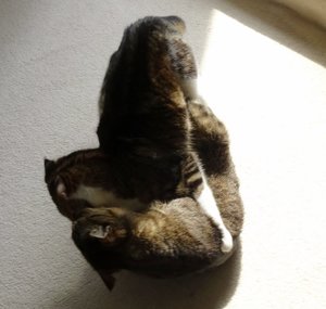 DSC05252 (640x607).jpg