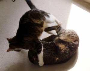 DSC05254 (640x503).jpg