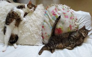 DSC05162 (640x396).jpg