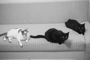 _DSC0081 - Kopie.JPG