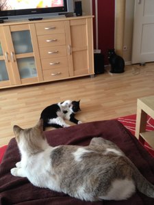 ImageUploadedByTapatalk1396775984.773367.jpg ImageUploadedByTapatalk1396775984.773367.jpg