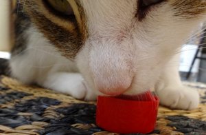 DSC05394 (640x417).jpg