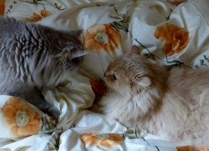 Katerkuss in preparation.JPG