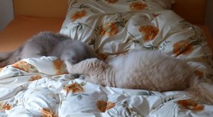 kleines Kämpfchen.JPG