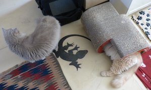 Auf der Suche nach Lucky....jpg