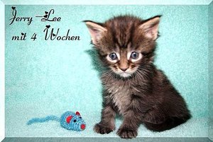 Jerry-Lee mit 4 wochen.JPG