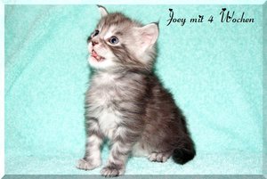 Joey mit 4 Wochen.JPG