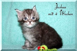 Joshua mit 4 Wochen.JPG