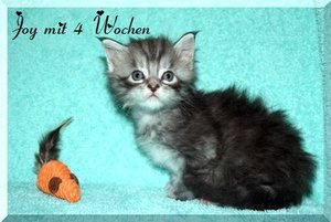 Joy mit 4 Wochen.JPG