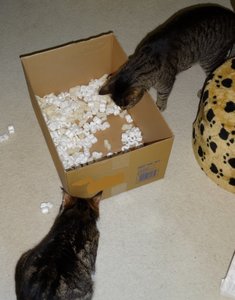 DSC05900 (500x640).jpg