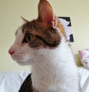 DSC06018 (619x640).jpg