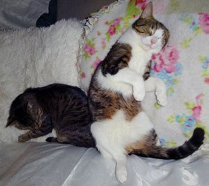 DSC05694 (640x568).jpg