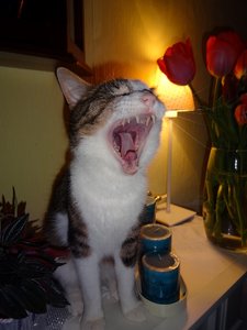 DSC06095 (480x640).jpg