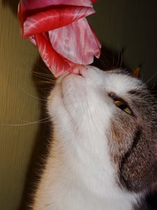 DSC06090 (479x640).jpg