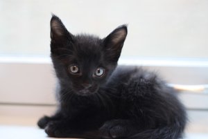 black-kitten-wallpaper.jpg