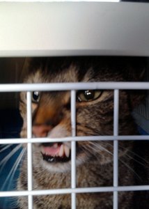 Foto0510 (456x640).jpg