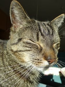 DSC06499 (480x640).jpg