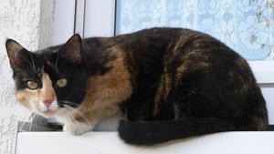 Sternenkätzchen Kitty 2.jpg