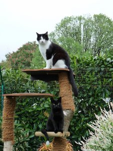 Scotty Paddy Kratzbaum.jpg