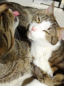 DSC06839 (480x640).jpg