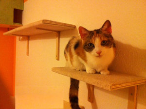 CW fix u fertig5.jpg