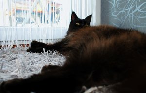 Big Lovi (Large).JPG