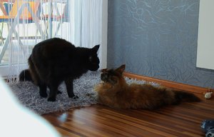 Kampfstellung II (Large).JPG