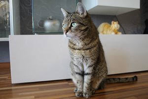 Kiara sitzt (Large).JPG