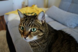 Kiara Sofa (Large).JPG