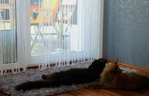 LL boden (Large).JPG