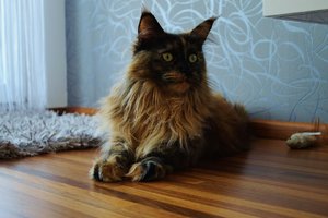 Loli aufmerksam (Large).JPG