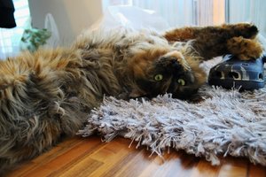 Loli boden (Large).JPG