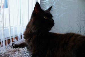 Lovi aufmerksam (Large).JPG