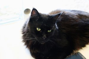 Lovi liegt (Large).JPG