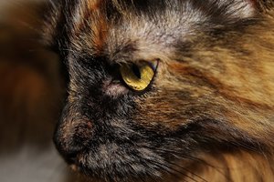 Loli nah (Large).JPG