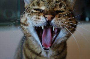 Kiara Goscherl (Large).JPG