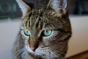 Kiara nah (Large).JPG