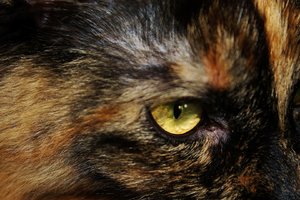 Loli nah II (Large).JPG