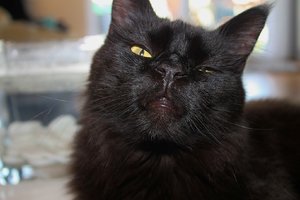 Lovi doof (Large).JPG