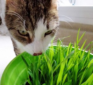 DSC07525 (640x580).jpg