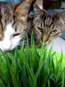 DSC07520 (480x640).jpg