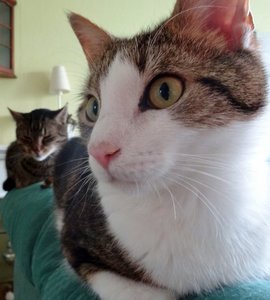 DSC07960 (574x640).jpg