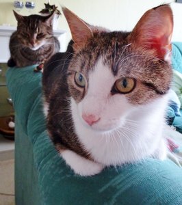 DSC07954 (566x640).jpg