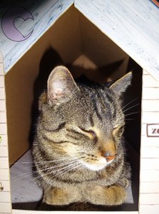 DSC07930 (474x640).jpg