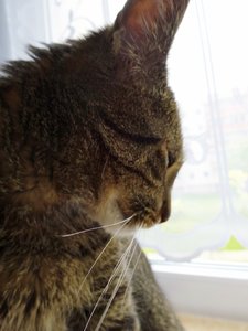 DSC08029 (480x640).jpg