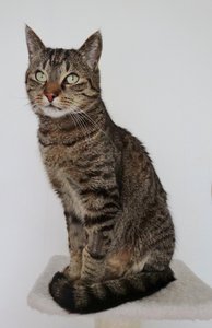 DSC08215 (413x640).jpg