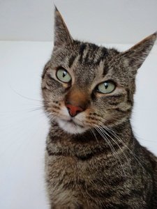 DSC08218 (480x640).jpg